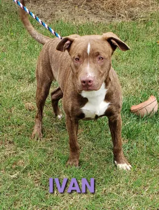 Ivan