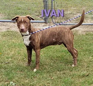 Ivan