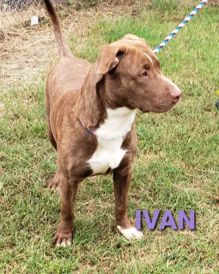 Ivan