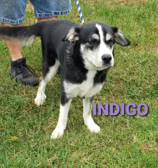 Indigo