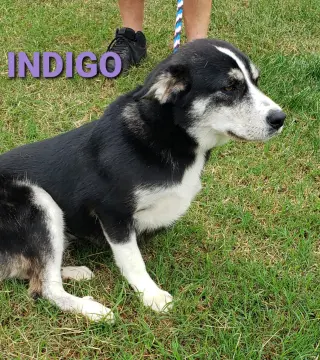 Indigo