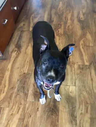 Xena Girl
