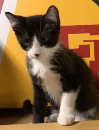 Mork