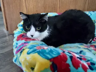 Mork
