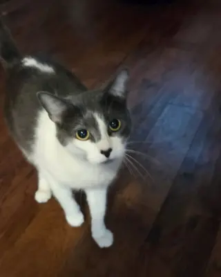 Mindy