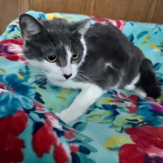 Mindy