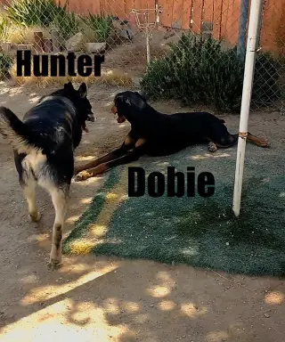 Hunter