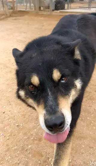 Hunter