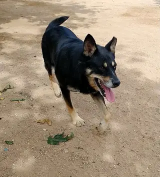 Hunter