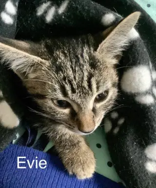 Evie