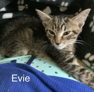 Evie