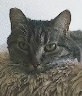 Tigra