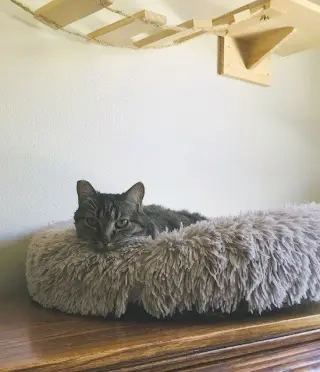 Tigra