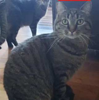 Tigra
