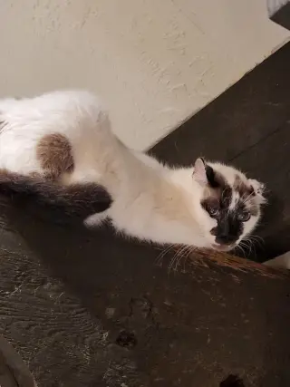 Cortez