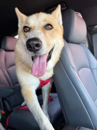 Stella
