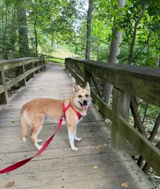 Stella
