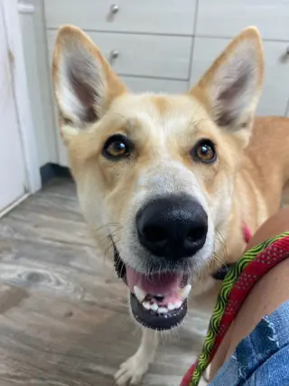 Stella