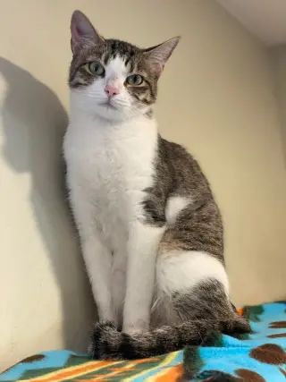 Fossa