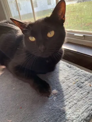 Kitty Bennet