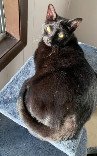 Kitty Bennet