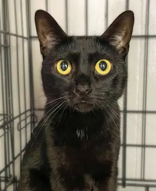 Kitty Bennet