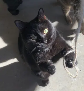 Darcy
