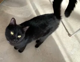 Darcy
