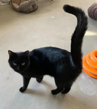 Darcy