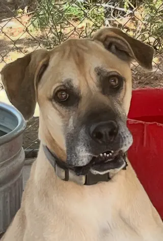 Kodi