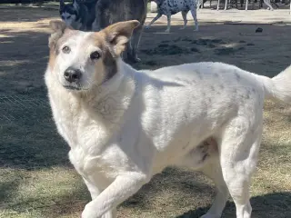 Desert Dog White Knight