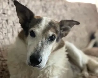 Desert Dog White Knight