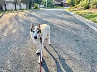 Desert Dog White Knight