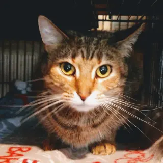 Milly