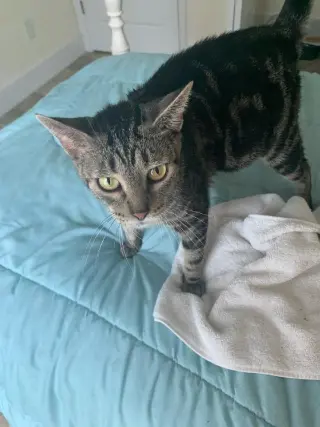 Mama-Molly Girl