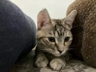 Frosti (bonded w/ Crescent)