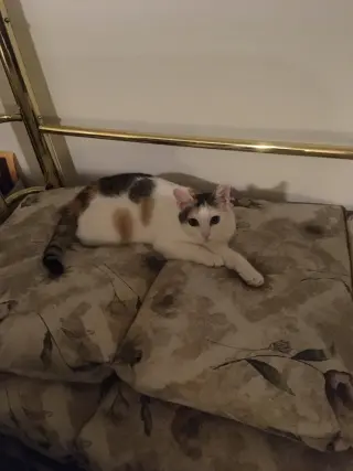 Sweet Pea
