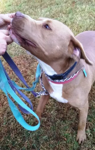 Diamond *Adopt or Foster*