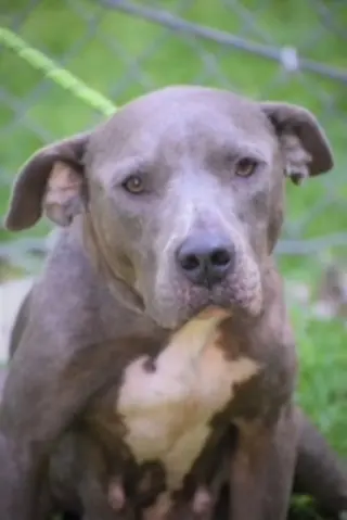 Diamond *Adopt or Foster*