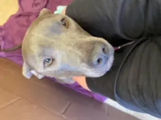 Diamond *Adopt or Foster*
