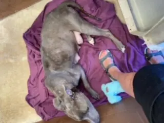 Diamond *Adopt or Foster*