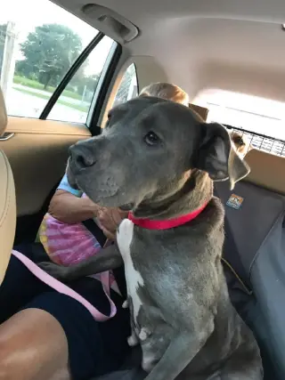 Diamond *Adopt or Foster*