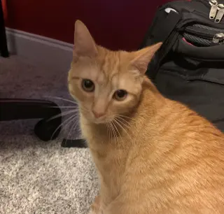 Spice
