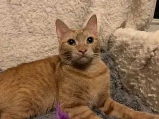 Sugar