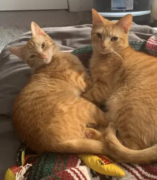 Sugar
