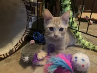 Sugar