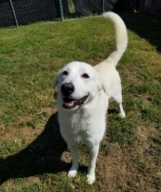 Opal