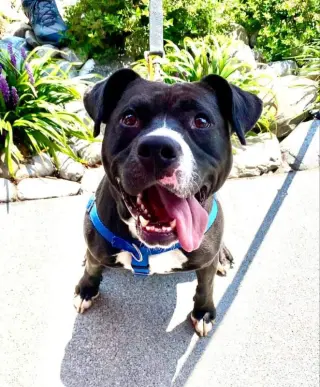 Cindy Lu *Adopt or Foster*