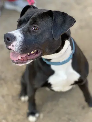 Cindy Lu *Adopt or Foster*