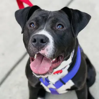 Cindy Lu *Adopt or Foster*